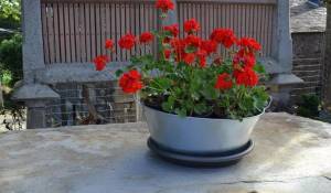 Продажа Коттедж Lugo