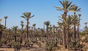 Продажа Участок на застройку Marrakech