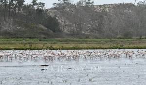 Продажа Участок земли Comporta