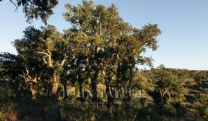 Продажа Участок земли São Francisco da Serra