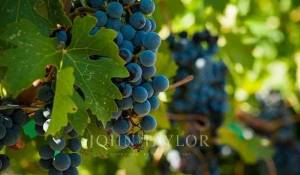 Продажа Винодельческое поместье Bordeaux