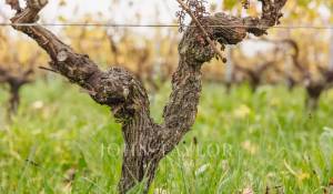 Продажа Винодельческое поместье Bordeaux