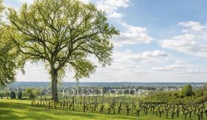 Продажа Замок Saint-Émilion